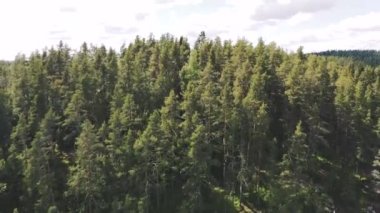 Dron üzerinde yeşil uzun, kozalaklı ağaçlar, yaz, gün, parlak güneş, kayalık bir dağ üzerinde yumuşak uçuş. küçük bulutlar
