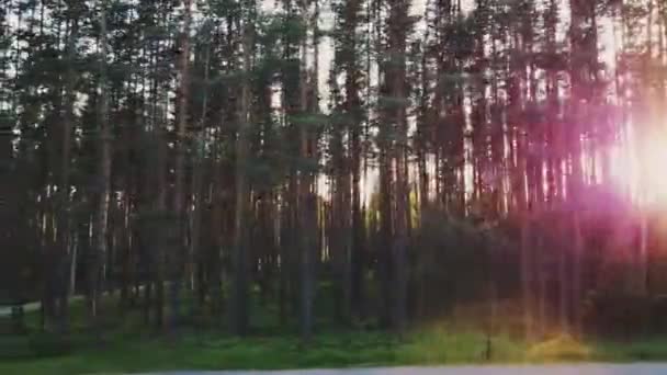 横に滑らかな飛行 モミの木 太陽は木 公園の間で再生され あなたは道路 緑の溶岩 日没を見ることができます — ストック動画