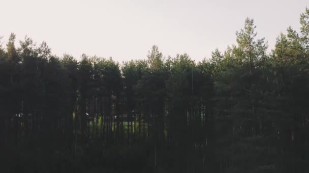 Подъем Беспилотника Над Высокими Хвойными Деревьями Закат Яркое Теплое Солнце — стоковое видео