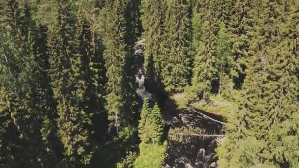 Voo Liso Para Frente Drone Sobre Grandes Altas Coníferas Verdes — Vídeo de Stock