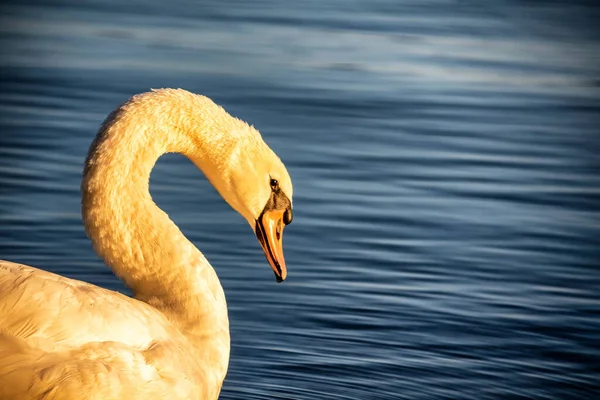 Cygne Coucher Soleil Sur Lac Constance — Photo