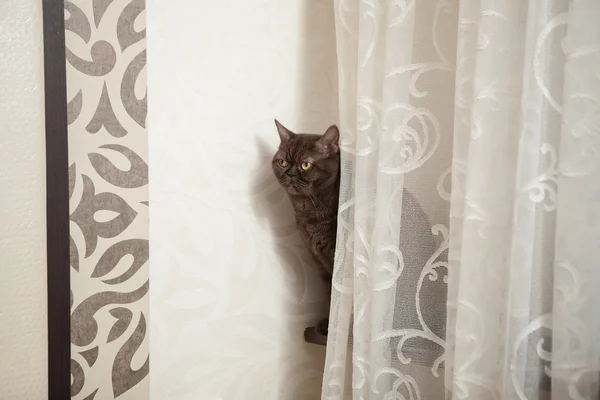 Küçük gri çizgili ve meraklı görünümlü kedi beyaz arka planda izole edilmiş. — Stok fotoğraf