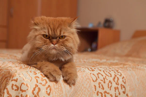 Kırmızı kedi kanepede yalan.