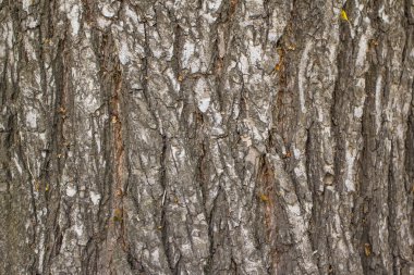 Eski ağaç kabuğunun arkaplanı