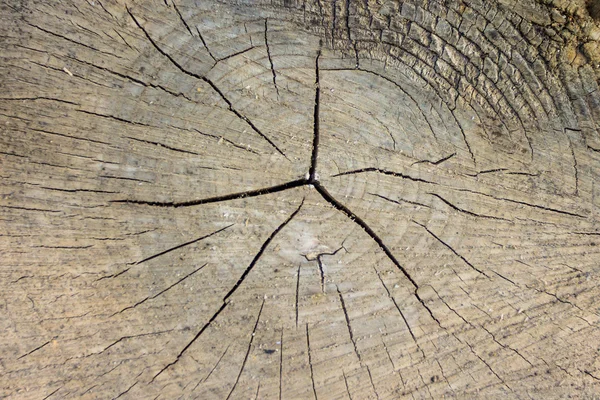Fondo cortado un árbol viejo — Foto de Stock