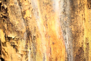 Eski Ağaç Yapısı Arkaplan Şablonu