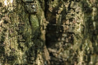 Eski Ağaç Yapısı Arkaplan Şablonu