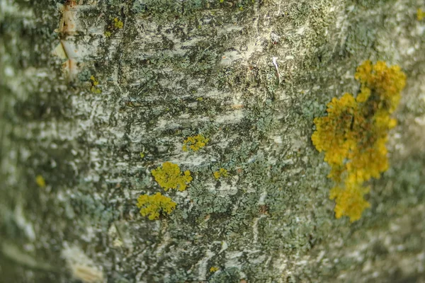 Patrón de fondo de textura de árbol de madera vieja — Foto de Stock