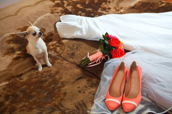Petit chien garde robe et bouquet nuptial — Photo