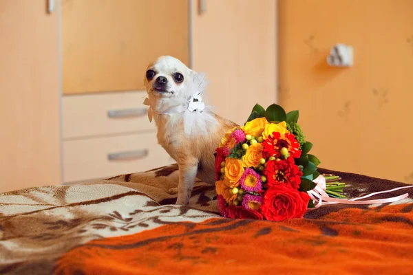 Kleiner Hund im Brautkleid mit Brautstrauß — Stockfoto