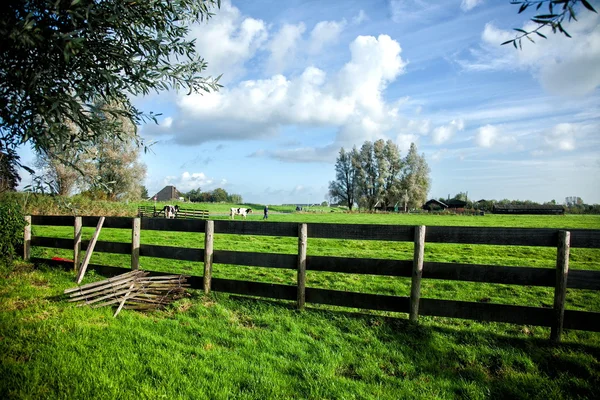 Terras agrícolas. Agricultor e vacas em um prado verde o enchedor . — Fotografia de Stock