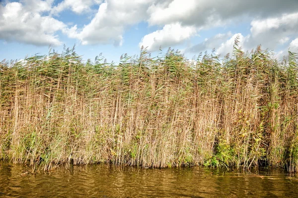 Hoog dichte gras in het water tegen een blauwe hemel met wolken — Stockfoto