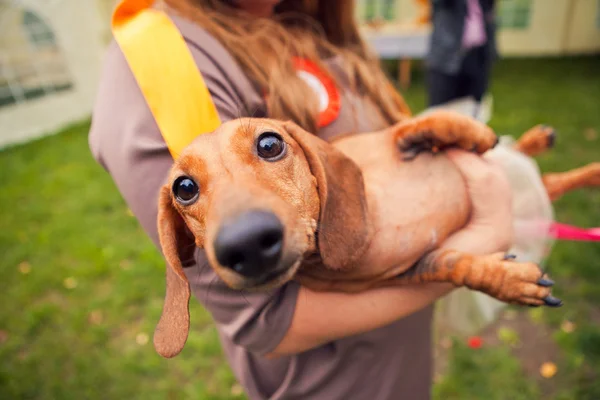 Perro divertido en las manos de las mujeres — Foto de Stock