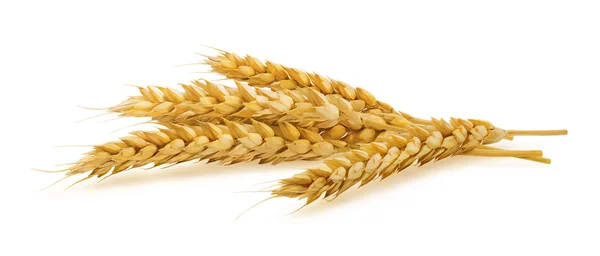 Horizontal wheat ears isolated on white background — Stock Image Horizontal wheat ears isolated on white background Stock Image