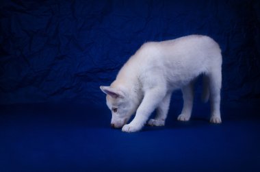 Mavi bir arka plan üzerinde Husky köpek yavrusu