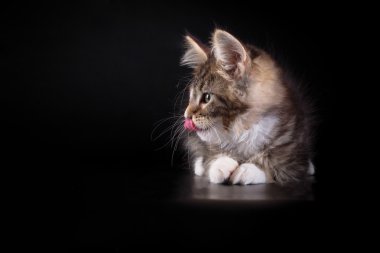 Maine Coon kedi yavrusu siyah bir zemin üzerine