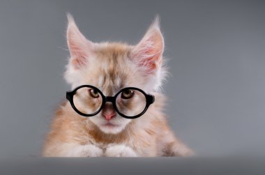 Gri bir arka plan üzerinde Maine Coon yavru kedi