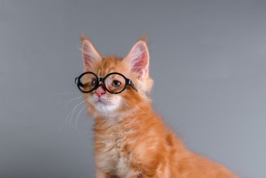 Gri bir arka plan üzerinde Maine Coon yavru kedi