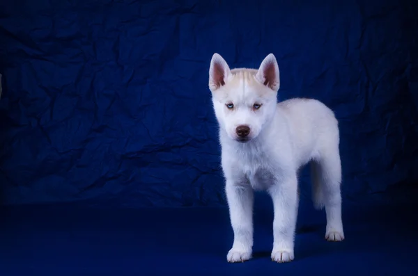 Husky pup op een blauwe achtergrond — Stockfoto