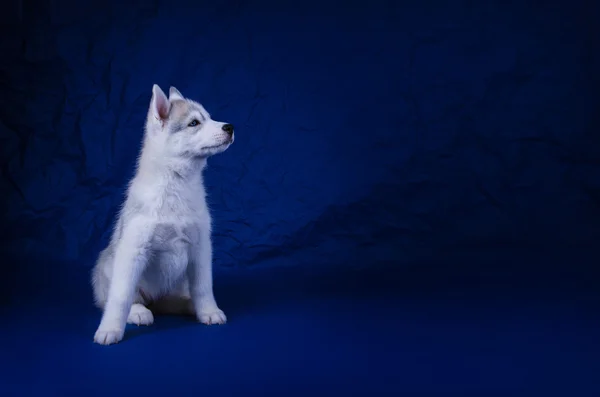 Husky pup op een blauwe achtergrond — Stockfoto
