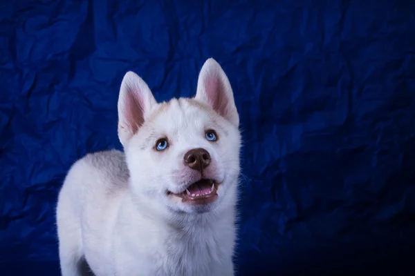 青色の背景にハスキーの子犬 — ストック写真