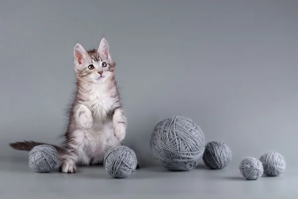 Bir arka plan üzerinde Maine Coon yavru kedi