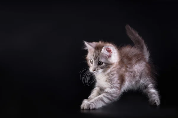 Maine Coon kedi yavrusu siyah bir zemin üzerine