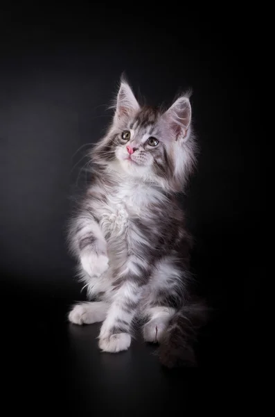 Maine Coon kedi yavrusu siyah bir zemin üzerine