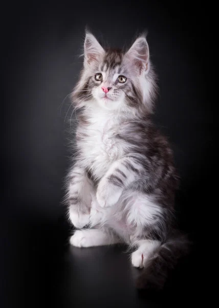 Maine Coon Kätzchen auf schwarzem Hintergrund — Stockfoto