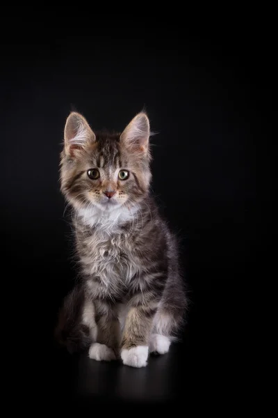 Maine Coon kedi yavrusu siyah bir zemin üzerine