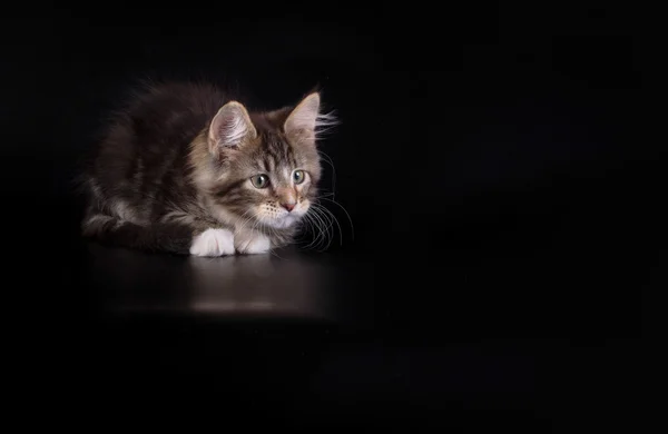 Maine Coon Kätzchen auf schwarzem Hintergrund — Stockfoto