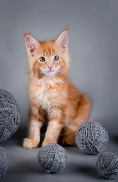 Gri bir arka plan üzerinde Maine Coon yavru kedi