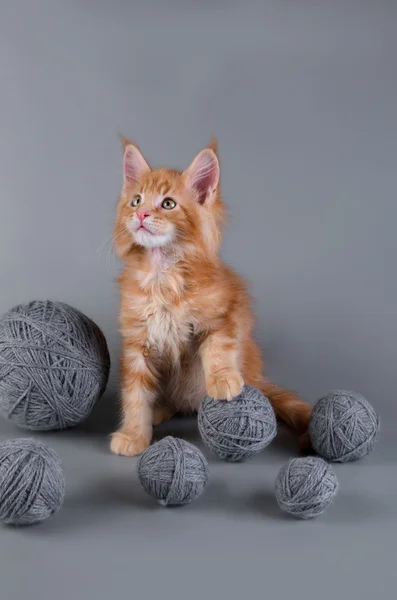 Gri bir arka plan üzerinde Maine Coon yavru kedi