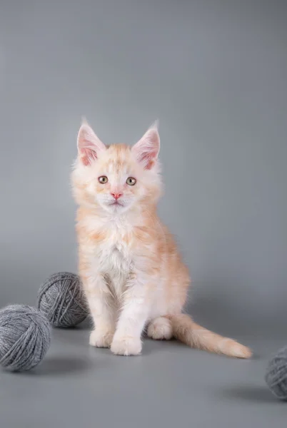 Gri bir arka plan üzerinde Maine Coon yavru kedi