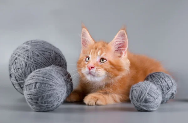 Gri bir arka plan üzerinde Maine Coon yavru kedi