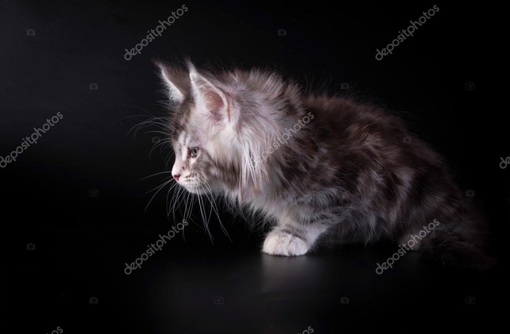 adikatz