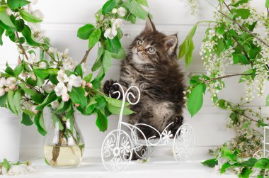 maine coon yavru kedi