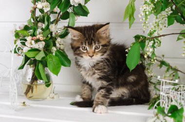 maine coon yavru kedi 