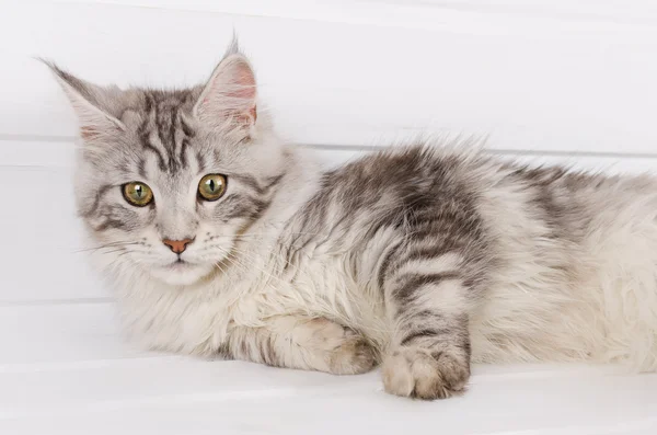 Kitten maine coon — Stock Photo, Image