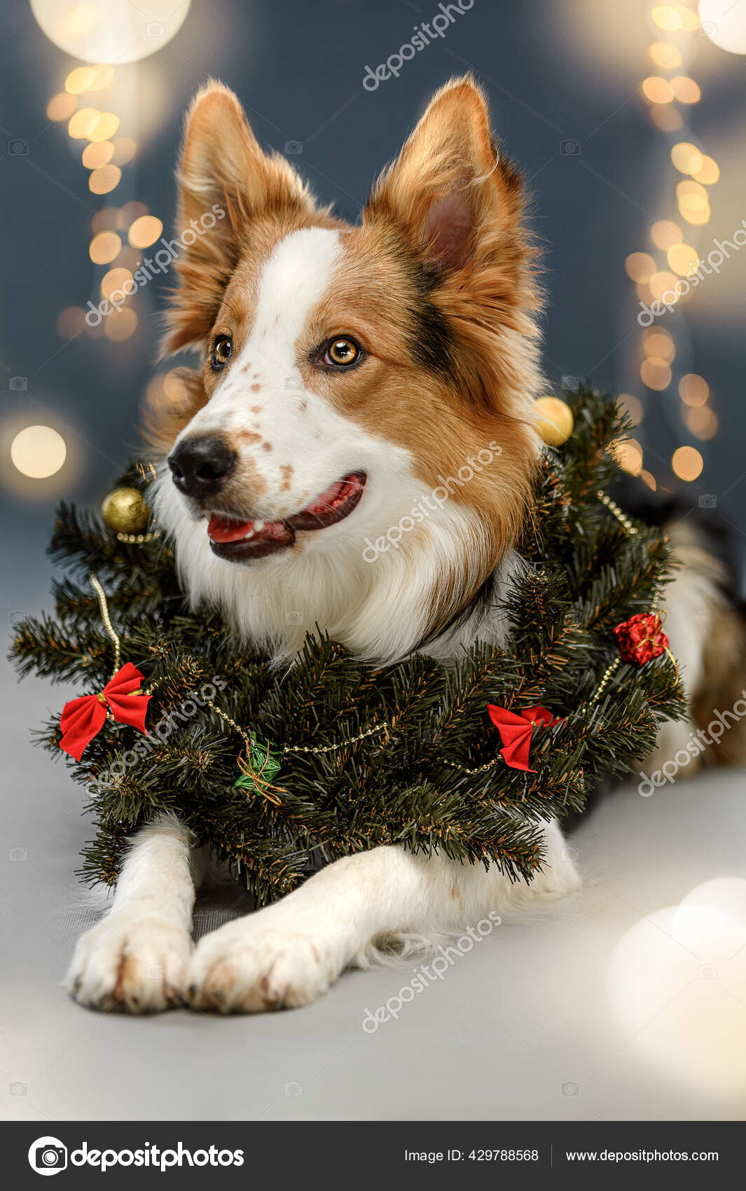 Christmas background dog Stock Photos, Royalty Free Christmas background dog  Images | Depositphotos
