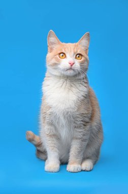 Mavi arka planda kırmızı beyaz kedi