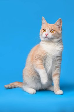 Mavi arka planda kırmızı beyaz kedi