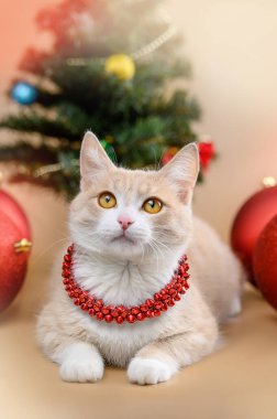 Noel ağacının yanında kızıl kedi