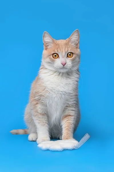 青い背景に赤い白い猫 — ストック写真