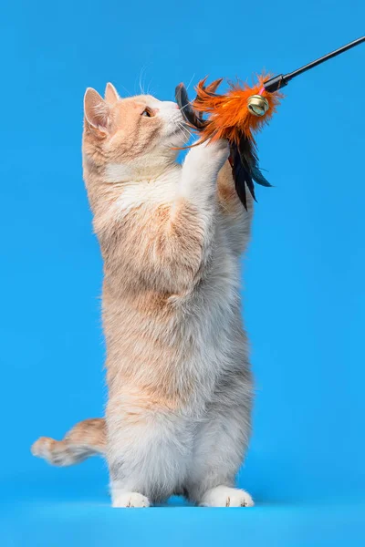 Rood Witte Kat Een Blauwe Achtergrond — Stockfoto