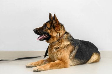 Tarafsız bir geçmişi olan hasta çoban köpeği.