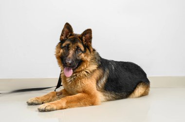 Tarafsız bir geçmişi olan hasta çoban köpeği.