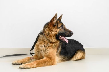 Tarafsız bir geçmişi olan hasta çoban köpeği.