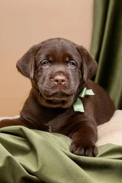 Cachorro Labrador Marrón Sobre Fondo Verde —  Fotos de Stock