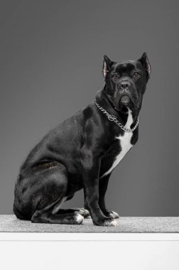 Tarafsız bir arkaplanda baston korso